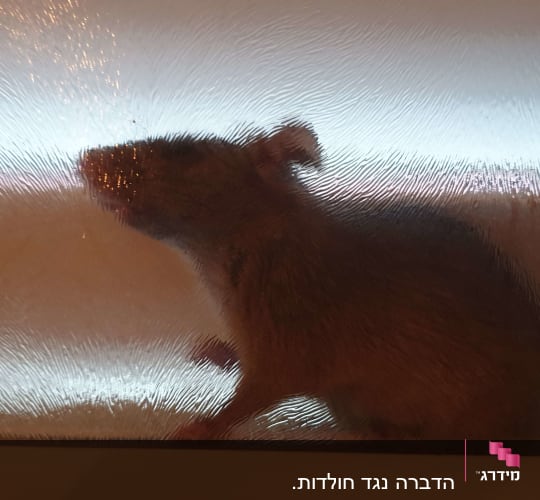 עכבר מאחורי זכוכית מחוספסת